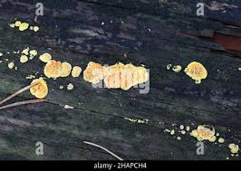 Attēlu rezultāti vaicājumam “Pseudomerulius aureus”