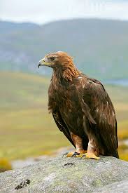 Attēlu rezultāti vaicājumam “Aquila chrysaetos adult”