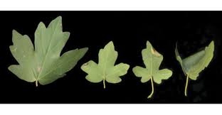 Attēlu rezultāti vaicājumam “Caloptilia hemidactylella”