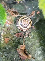 Attēlu rezultāti vaicājumam “Cepaea nemoralis”