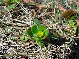 Attēlu rezultāti vaicājumam “Portulaca oleracea leaf”