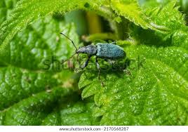 Attēlu rezultāti vaicājumam “Phyllobius”