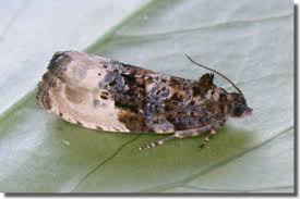 Attēlu rezultāti vaicājumam “Hedya nubiferana”