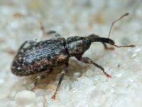 Attēlu rezultāti vaicājumam “Tetratoma fungorum”