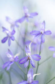 Attēlu rezultāti vaicājumam “Consolida regalis bud”