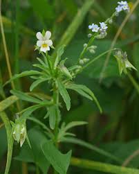 Attēlu rezultāti vaicājumam “Viola arvensis bud”