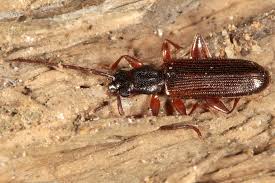 Attēlu rezultāti vaicājumam “Dendrophagus crenatus”