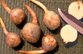 Attēlu rezultāti vaicājumam “Sagittaria sagittifolia fruit”