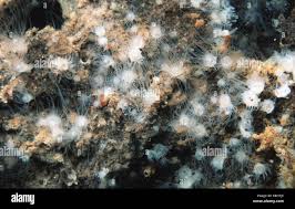 Attēlu rezultāti vaicājumam “Aurelia aurita”