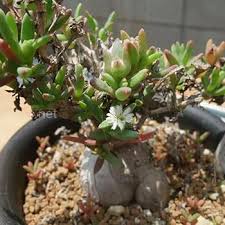 Attēlu rezultāti vaicājumam “Diderma montanum macro”