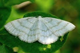 Attēlu rezultāti vaicājumam “Cabera exanthemata male”