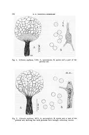 Attēlu rezultāti vaicājumam “Cribraria piriformis stalked”
