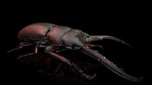 Attēlu rezultāti vaicājumam “Lucanidae”