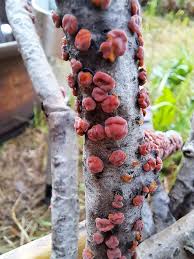 Attēlu rezultāti vaicājumam “Peniophora rufa”