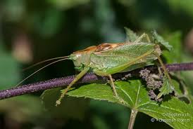 Attēlu rezultāti vaicājumam “Tettigoniodea”