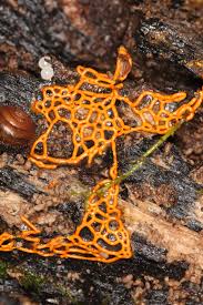 Attēlu rezultāti vaicājumam “Hemitrichia serpula macro”