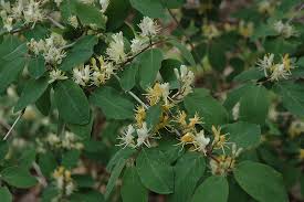 Attēlu rezultāti vaicājumam “Lonicera xylosteum flower”