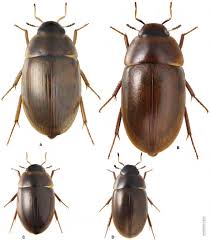 Attēlu rezultāti vaicājumam “Enochrus affinis”