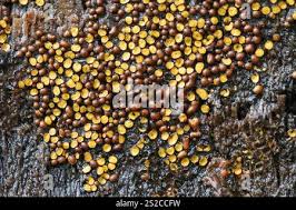 Attēlu rezultāti vaicājumam “Perichaena corticalis”