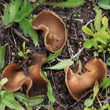 Attēlu rezultāti vaicājumam “Disciotis venosa”