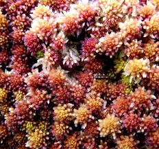 Attēlu rezultāti vaicājumam “Sphagnum riparium”