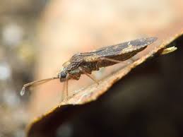 Attēlu rezultāti vaicājumam “Physatocheila smreczynskii”