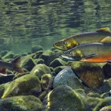 Image result for Salvelinus alpinus