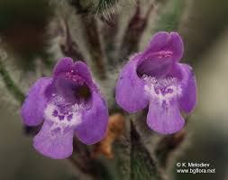 Attēlu rezultāti vaicājumam “Acinos arvensis flower”