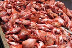 Image result for Sebastes