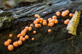 Attēlu rezultāti vaicājumam “Lycogala confusum spores”