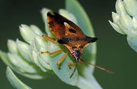 Attēlu rezultāti vaicājumam “Elasmucha ferrugata”
