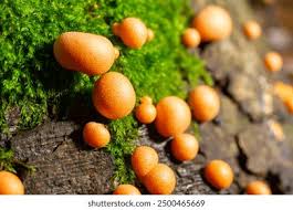 Attēlu rezultāti vaicājumam “Lycogala conicum spores”