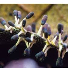 Attēlu rezultāti vaicājumam “Diachea leucopodia young”