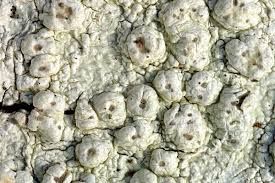 Attēlu rezultāti vaicājumam “Pertusaria leioplaca”