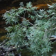 Attēlu rezultāti vaicājumam “Carya”