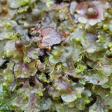Attēlu rezultāti vaicājumam “Pellia epiphylla sporophyte”