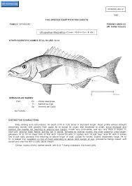 Image result for Pachymetopon grande