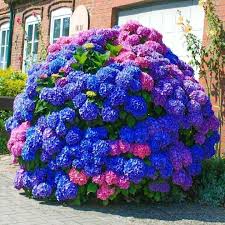 Attēlu rezultāti vaicājumam “Hydrangea”