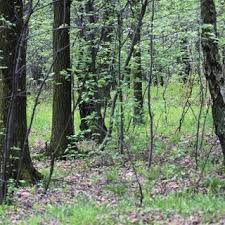 Attēlu rezultāti vaicājumam “Callicladium haldanianum”