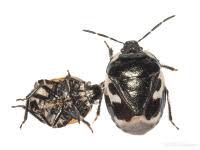 Attēlu rezultāti vaicājumam “Tritomegas bicolor nymph”