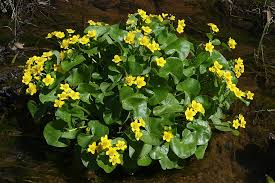 Attēlu rezultāti vaicājumam “Callitriche verna flower”