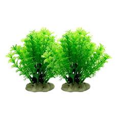 「水蘊草」的圖片搜尋結果