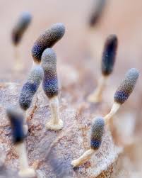 Attēlu rezultāti vaicājumam “Diachea leucopodia young”