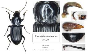 Attēlu rezultāti vaicājumam “Pterostichus melanarius”