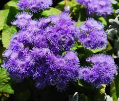 Image result for Ageratum mexicanum