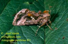 Attēlu rezultāti vaicājumam “Autographa pulchrina”