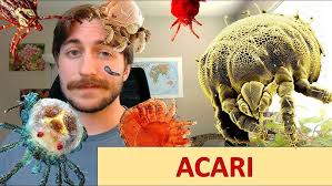 Attēlu rezultāti vaicājumam “Acari”