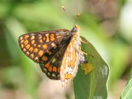 Attēlu rezultāti vaicājumam “Euphydryas maturna upperside”