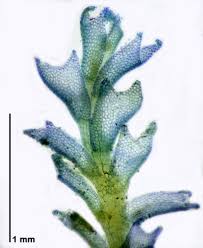 Attēlu rezultāti vaicājumam “Lophozia”