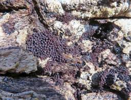 Attēlu rezultāti vaicājumam “Lamproderma elasticum”